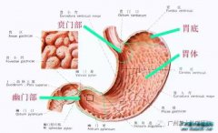 ȫ��θ����һ�����й����Բ�һ�£�����θ����Σ��Ⱥ��